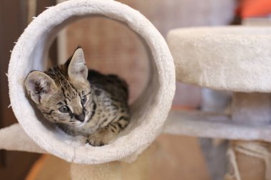 Güzel, rahatlatıcı, egzotik kedinin yakın plan çekimi.