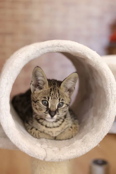 Primer Plano Hermosa Relajante Gato Exótico —  Fotos de Stock