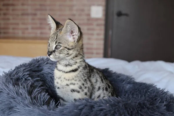 Nahaufnahme Der Schönen Entspannenden Exotischen Katze — Stockfoto