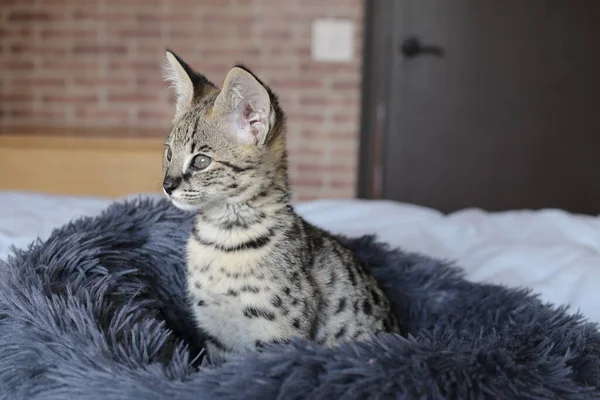 Close Shot Beautiful Relaxing Exotic Cat — Stock Photo, Image