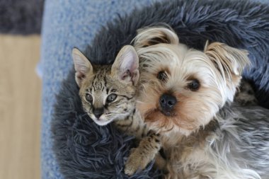 Yakından çekilen sevimli egzotik kedi ve Yorkshire 'lı köpek yavrusu birlikte rahatlıyor.