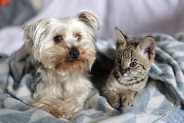close-up shot of adorable exotic serval cat and Yorkshire puppy relaxing together clipart