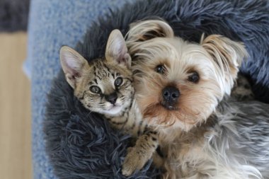 close-up shot of adorable exotic serval cat and Yorkshire puppy relaxing together clipart