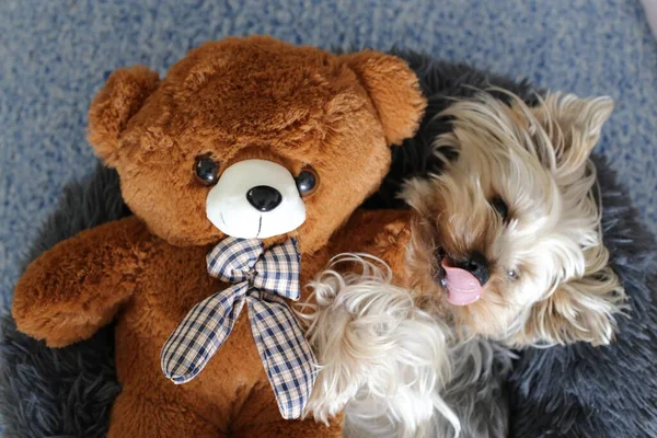 Gros Plan Adorable Yorkshire Terrier Détente Maison Avec Ours Peluche — Photo