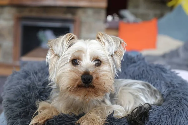 Close Adorável Yorkshire Terrier Relaxante Casa — Fotografia de Stock