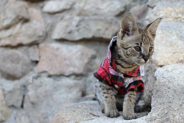 Nahaufnahme Der Schönen Entspannenden Exotischen Katze — Stockfoto