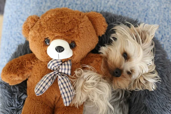 Close Shot Adorable Yorkshire Terrier Relaxing Home Teddy Bear — Stock Photo, Image
