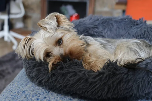 Közeli Felvétel Imádnivaló Yorkshire Terrier Pihentető Otthon — Stock Fotó