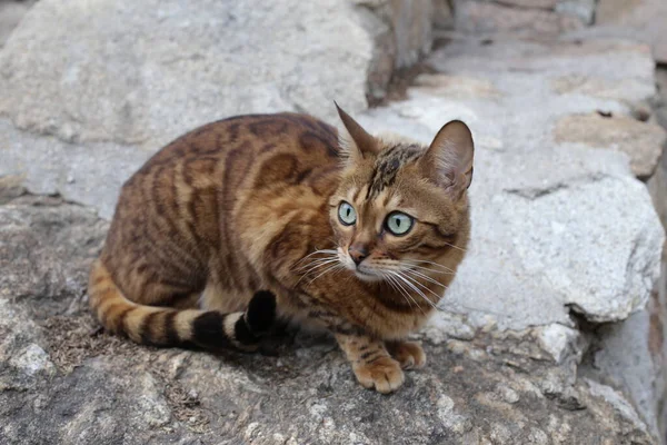 Nahaufnahme Der Schönen Entspannenden Exotischen Katze Auf Felsen — Stockfoto