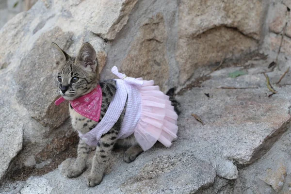 Nahaufnahme Der Schönen Entspannenden Exotischen Katze Auf Felsen — Stockfoto