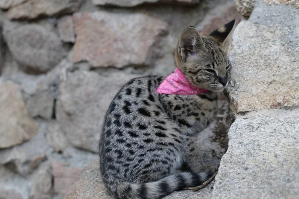Nahaufnahme Der Schönen Entspannenden Exotischen Katze Auf Felsen — Stockfoto