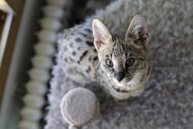 Güzel egzotik kedi, yakın plan portre