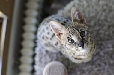 Güzel egzotik kedi, yakın plan portre