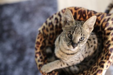 Güzel egzotik kedi, yakın plan portre