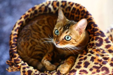 Güzel egzotik kedi, yakın plan portre