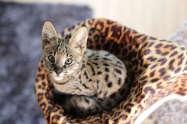 Güzel egzotik kedi, yakın plan portre