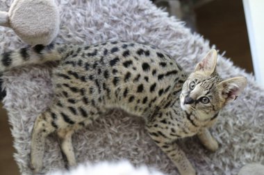 Güzel egzotik kedi, yakın plan portre