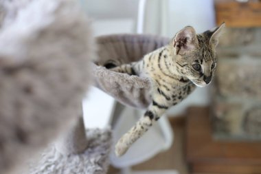 Güzel egzotik kedi, yakın plan portre