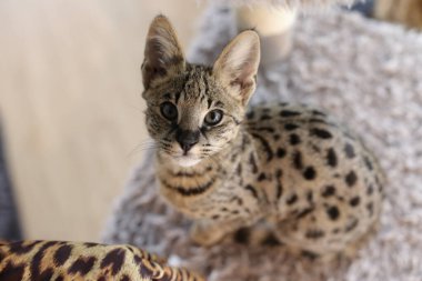 Güzel egzotik kedi, yakın plan portre