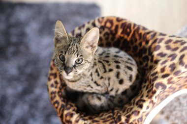 Güzel egzotik kedi, yakın plan portre