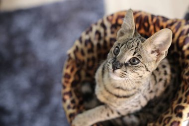 Güzel egzotik kedi, yakın plan portre