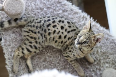 Güzel egzotik kedi, yakın plan portre