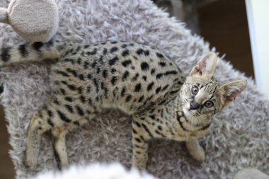 Güzel egzotik kedi, yakın plan portre