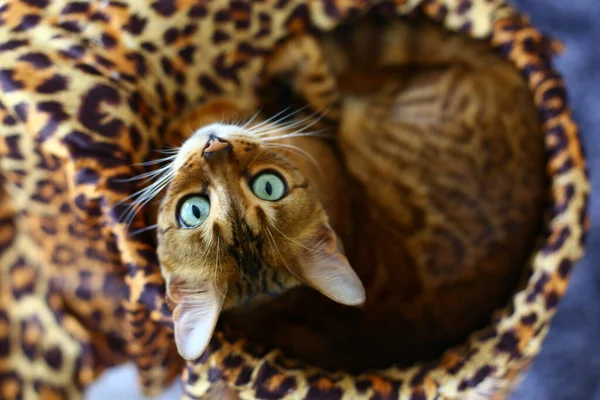 Beautiful Exotic Cat Closeup Portrait — Stock Photo, Image