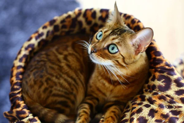 Gato Exótico Bonito Close Retrato — Fotografia de Stock