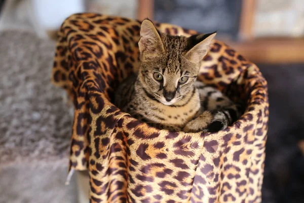 Schöne Exotische Katze Nahaufnahme Porträt — Stockfoto