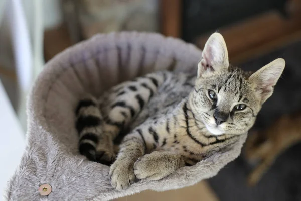 Beautiful Exotic Cat Closeup Portrait — Stock Photo, Image