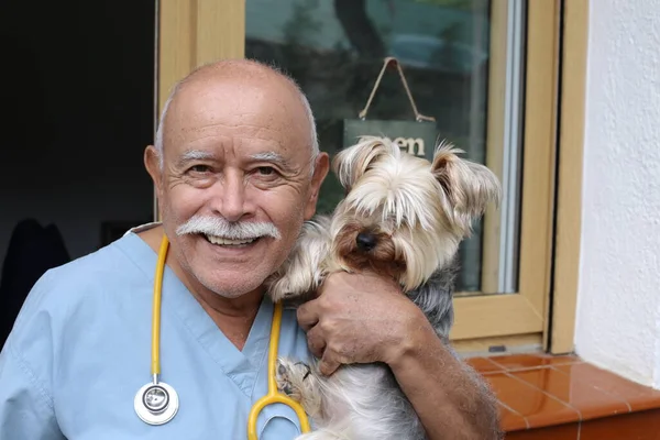 Närbild Porträtt Stilig Senior Veterinär Med Stetoskop Och Liten Hund — Stockfoto