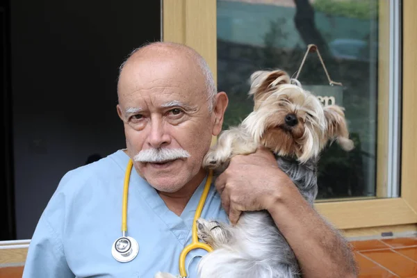 Närbild Porträtt Stilig Senior Veterinär Med Stetoskop Och Liten Hund — Stockfoto