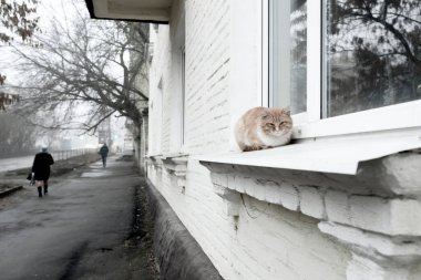 Pencerenin pervazında kırmızı ve beyaz bir kedi. Bir Rus taşra kasabasında sisli, hüzünlü bir sabah.