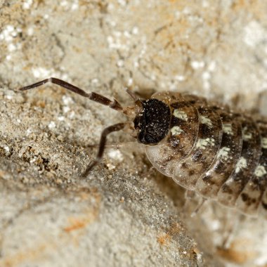 Porcellio spinicornis, kumlu arka planda makro..