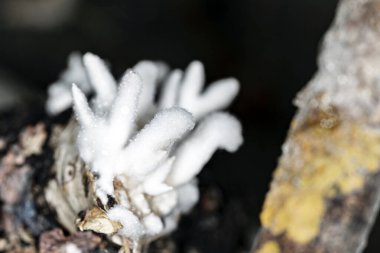 Küçük, tüylü ahşap mantarlar, bulanık arka plan makrosu..