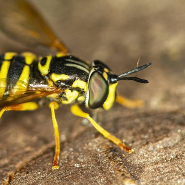 Parlak hoverfly Chrysotxum ara ortam, makro.