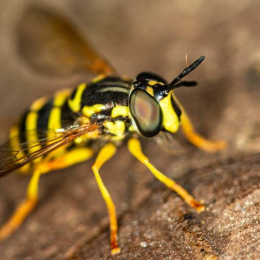 Parlak hoverfly Chrysotxum ara ortam, makro.