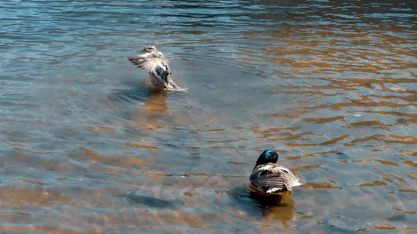 Les Canards Réchauffent Soleil Nettoient Leurs Plumes Dans Rivière Jour — Photo