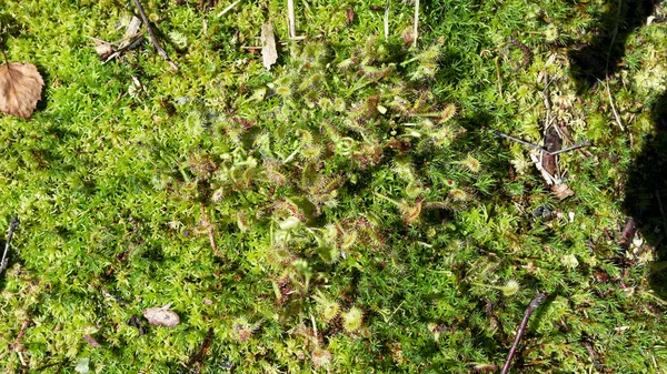 Ярко Зелено Красное Хищное Растение Drosera Rotundifolia Среди Мха Лесу — стоковое фото
