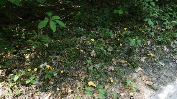 Parlak sarı chanterelle mantarları ormanın kenarında büyük miktarlarda yetişir..