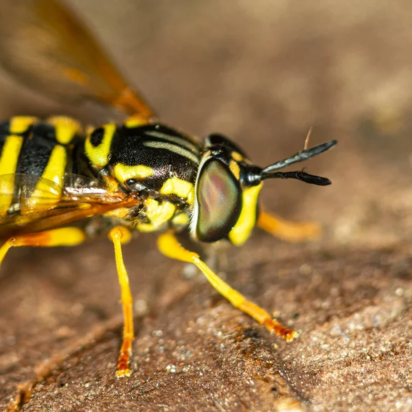 Parlak hoverfly Chrysotxum ara ortam, makro.