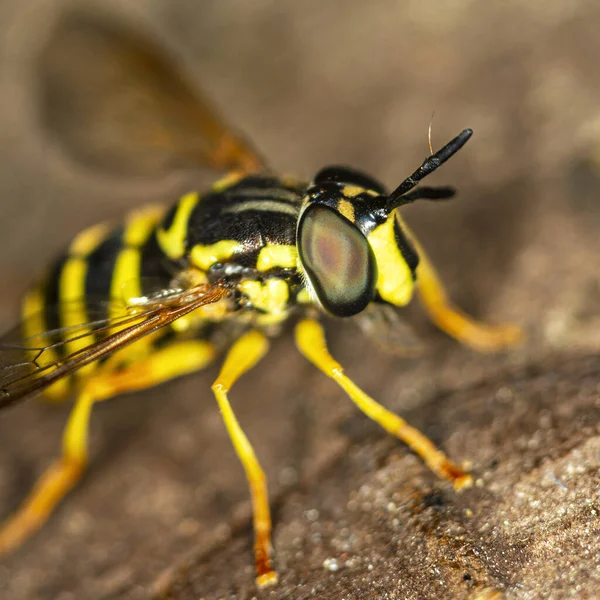 Bright Hoverfly Chrysotoxum Intermedium Macro — Stock Photo, Image