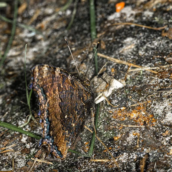 Nymphalis Polychloros Motyl Lesie Pędy Makro — Zdjęcie stockowe