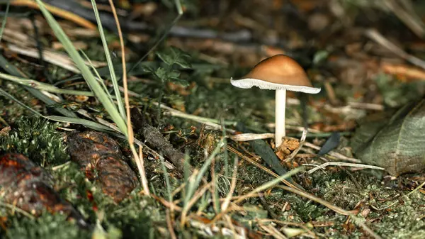 Liten Svamp Bland Mossa Skogen Skogslandskap Makrofotografi — Stockfoto