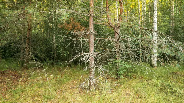 Tronco Pino Cubierto Líquenes Bosque Verano Paisaje Natural —  Fotos de Stock