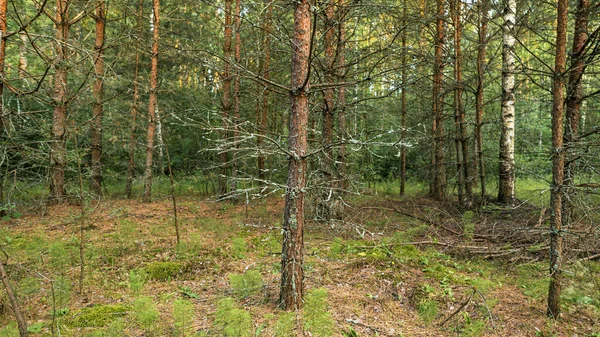 Suchy Pień Sosny Pokryty Porostem Lesie Latem Krajobraz Naturalny — Zdjęcie stockowe