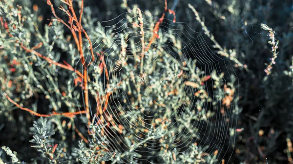 Sonbaharda Yükselen Güneşin Işınlarında Ağda Bir Örümcek Otların Arasındaki Bir — Stok fotoğraf