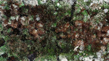 Kuru kahverengi ve yeşil yosun, doku. 