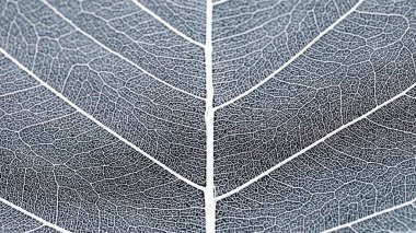 Kurumuş bodhi ağacı yaprağı, fraktal yaprak dokusu, makro resim.